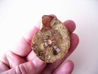 Bra Pris Mycket vackert Naturligt Konstverk Fossil Ammonit 32 gram Sågad Polerad Halva Intressant Spännande Samlar Objekt från Marocko Köp Nu!